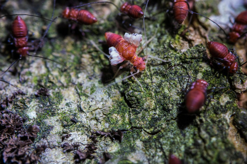 Comment éliminer définitivement les termites ?