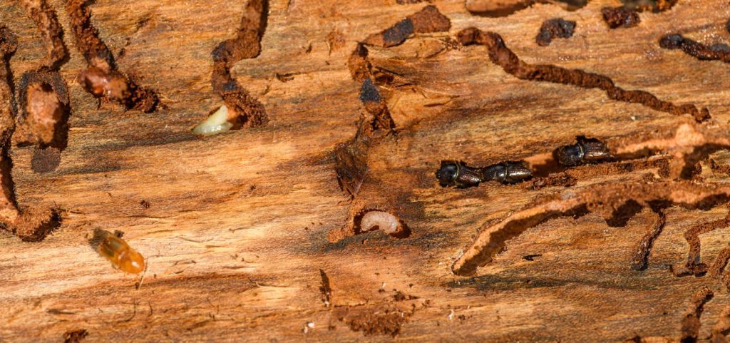 Choisir le bon traitement contre les termites : options et conseils pratiques