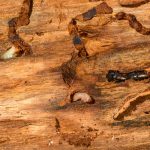 Termites bois : reconnaître et traiter l’infestation dans votre habitat