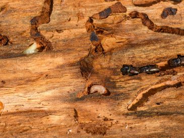 Choisir le bon traitement contre les termites : options et conseils pratiques