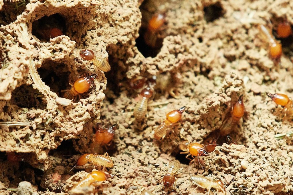 Prévention des dommages causés par les termites : techniques efficaces et conseils préventifs