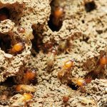 Termites bois : reconnaître et traiter l’infestation dans votre habitat