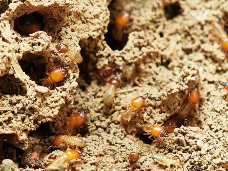 Prévention des dommages causés par les termites : techniques efficaces et conseils préventifs