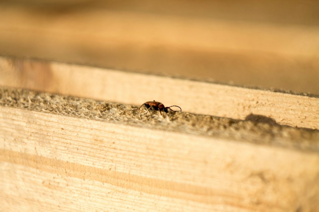 Comment réagir en cas de découverte de termites chez soi ? Étapes et mesures à prendre