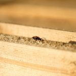 Choisir le bon traitement contre les termites : options et conseils pratiques