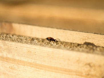 Comment réagir en cas de découverte de termites chez soi ? Étapes et mesures à prendre