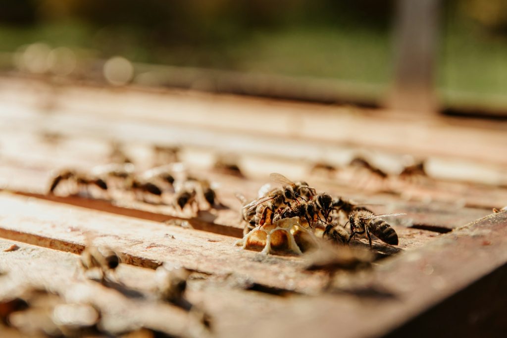 Termites bois : reconnaître et traiter l'infestation dans votre habitat