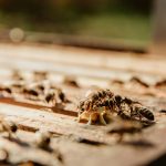 Choisir le bon traitement contre les termites : options et conseils pratiques