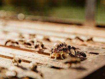 Termites bois : reconnaître et traiter l'infestation dans votre habitat