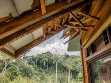 "Les mythes courants sur les termites : démêler le vrai du faux pour mieux protéger votre maison"