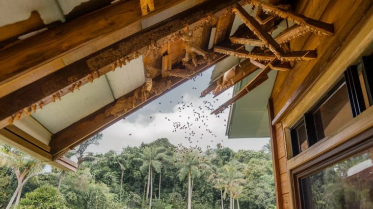 "Les mythes courants sur les termites : démêler le vrai du faux pour mieux protéger votre maison"